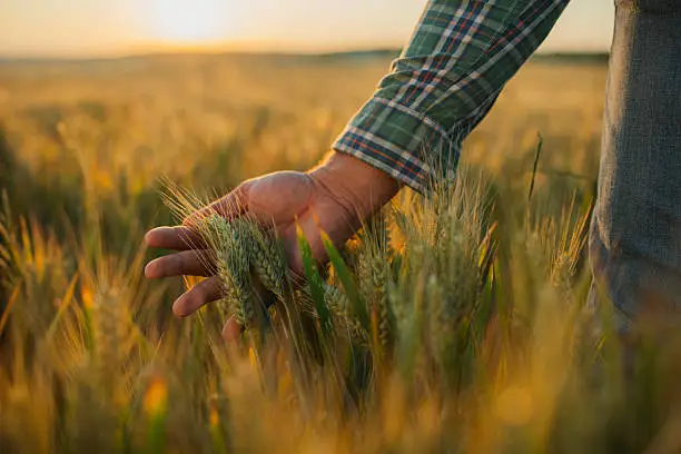 Agriculture
